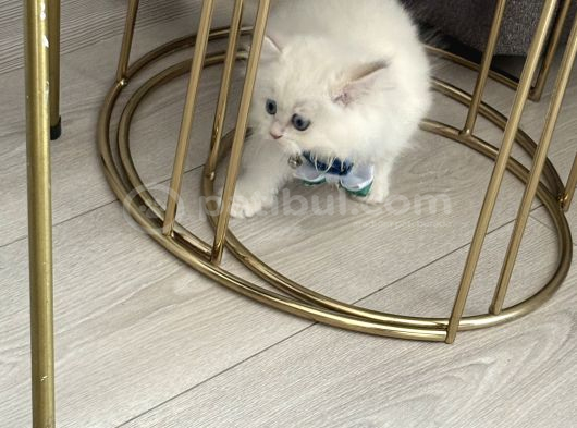 15 Bin- British Shorthair-Erkek İstanbul görsel