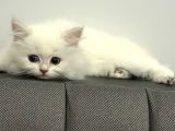15 Bin- British Shorthair-Erkek İstanbul