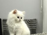 15 Bin- British Shorthair-Erkek İstanbul