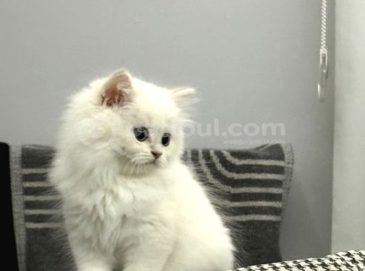 15 Bin- British Shorthair-Erkek İstanbul görsel