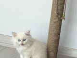 15 Bin- British Shorthair-Erkek İstanbul