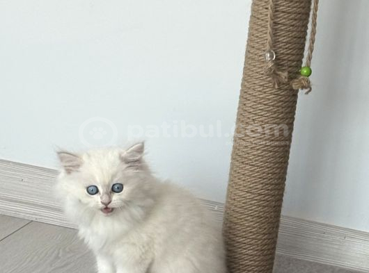 15 Bin- British Shorthair-Erkek İstanbul