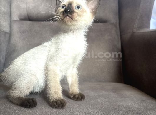 Mükemmel Kalite Siyam Kızımız görsel