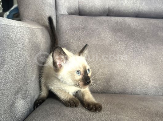 Mükemmel Kalite Siyam Kızımız görsel