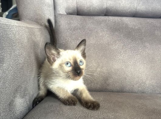Mükemmel Kalite Siyam Kızımız görsel