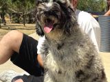 Bernedoodle Yavrularımız
