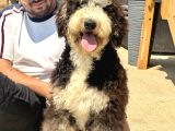 Bernedoodle Yavrularımız