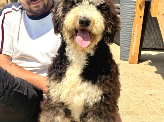 Bernedoodle Yavrularımız görsel