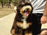 Bernedoodle Yavrularımız