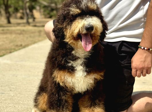 Bernedoodle Yavrularımız