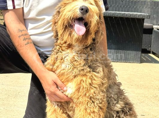 Bernedoodle Yavrularımız görsel