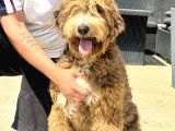 Bernedoodle Yavrularımız