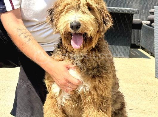 Bernedoodle Yavrularımız görsel