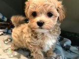 Sevimli Mini Boy Maltipoo Bebekleri Hazır