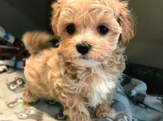 Sevimli Mini Boy Maltipoo Bebekleri Hazır görsel