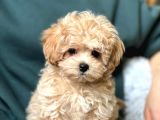 Sevimli Mini Boy Maltipoo Bebekleri Hazır
