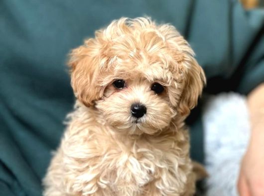 Sevimli Mini Boy Maltipoo Bebekleri Hazır görsel