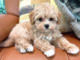 Sevimli Mini Boy Maltipoo Bebekleri Hazır
