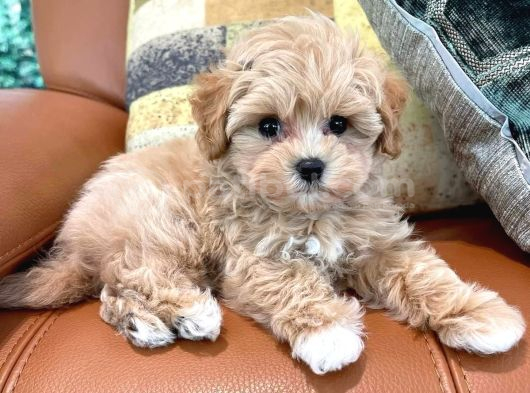 Sevimli Mini Boy Maltipoo Bebekleri Hazır görsel