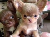 Eğitimli Mini Boy Fincan Köpekleri Şivava