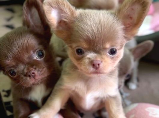 Eğitimli Mini Boy Fincan Köpekleri Şivava görsel