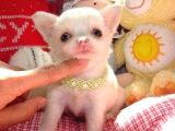 Eğitimli Mini Boy Fincan Köpekleri Şivava