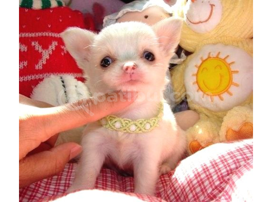 Eğitimli Mini Boy Fincan Köpekleri Şivava görsel