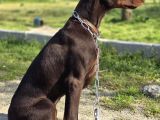 Irk Ve Sağlık Garantili Kızıl Doberman Yavruları