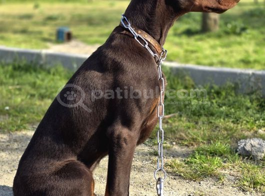 Irk Ve Sağlık Garantili Kızıl Doberman Yavruları görsel