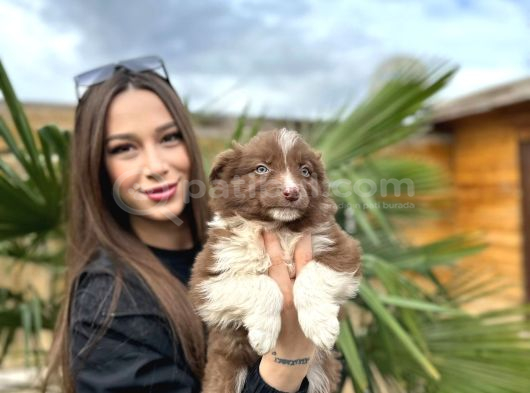 Safkan Border Collie Yavruları görsel
