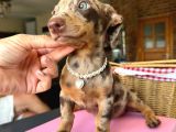 Dachshund Yavrularımız
