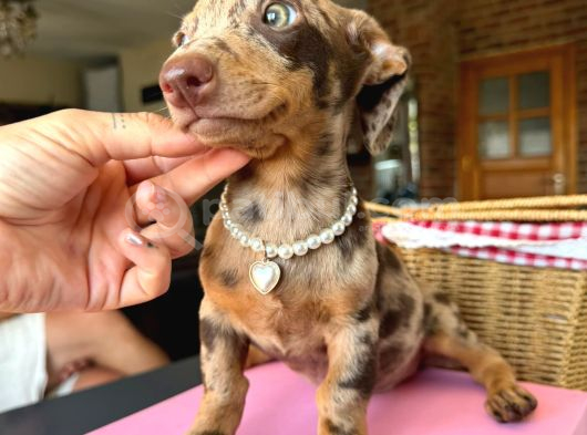 Dachshund Yavrularımız görsel