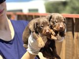 Irk Ve Sağlık Garantili Kızıl Doberman Yavruları