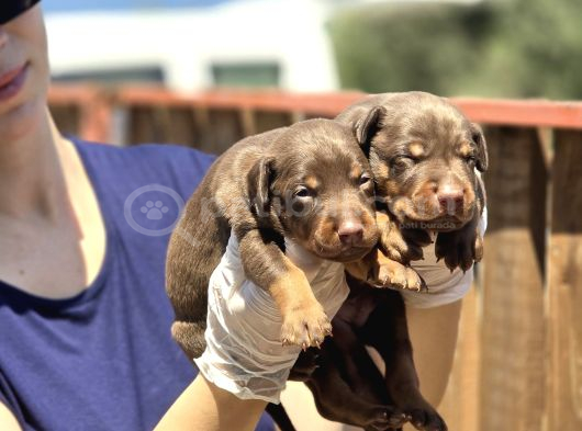 Irk Ve Sağlık Garantili Kızıl Doberman Yavruları görsel