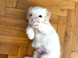 1 Aylık Maltipoo İstanbul