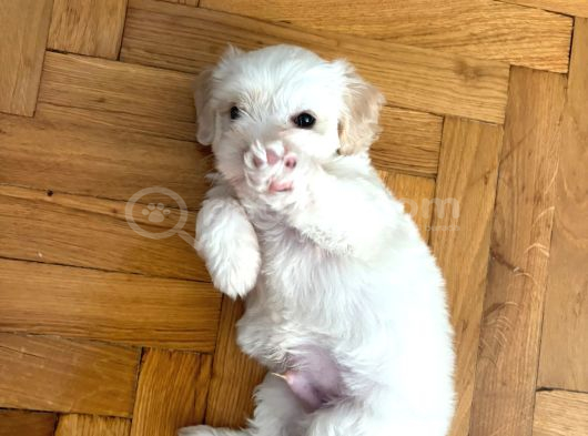 1 Aylık Maltipoo İstanbul