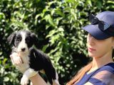 Safkan Border Collie Yavruları