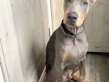 Farklısını Arayana Egzotik Lilac Doberman Yavrular