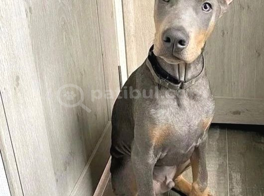 Farklısını Arayana Egzotik Lilac Doberman Yavrular görsel