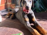 Farklısını Arayana Egzotik Lilac Doberman Yavrular