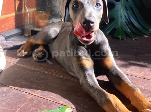 Farklısını Arayana Egzotik Lilac Doberman Yavrular görsel