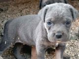 Tek Bende Olsun Diyene Merle Ve Bluetan Cane Corso
