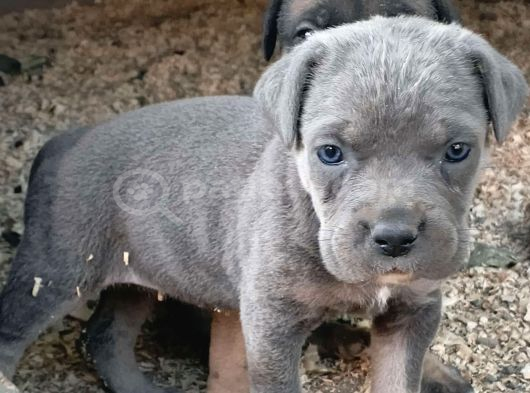 Tek Bende Olsun Diyene Merle Ve Bluetan Cane Corso görsel