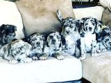 Tek Bende Olsun Diyene Merle Ve Bluetan Cane Corso