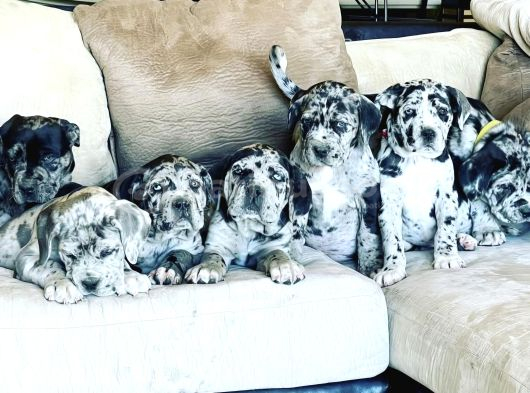 Tek Bende Olsun Diyene Merle Ve Bluetan Cane Corso