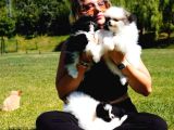 Bi̇r Bi̇ri̇nden Güzel Pomerani̇an Boo Yavrulari
