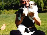 Bi̇r Bi̇ri̇nden Güzel Pomerani̇an Boo Yavrulari