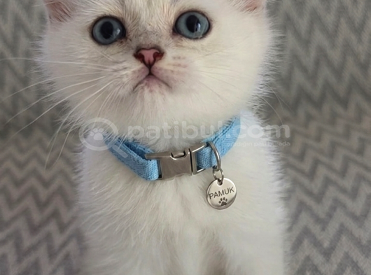A kalite erkek british shorthair