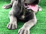 Üst Sevi̇ye Dev Cane Corsa Yavrulari
