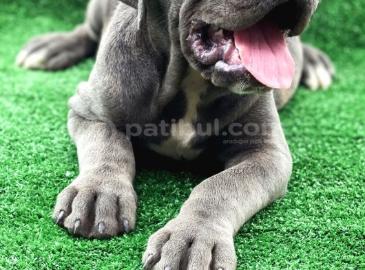Üst Sevi̇ye Dev Cane Corsa Yavrulari